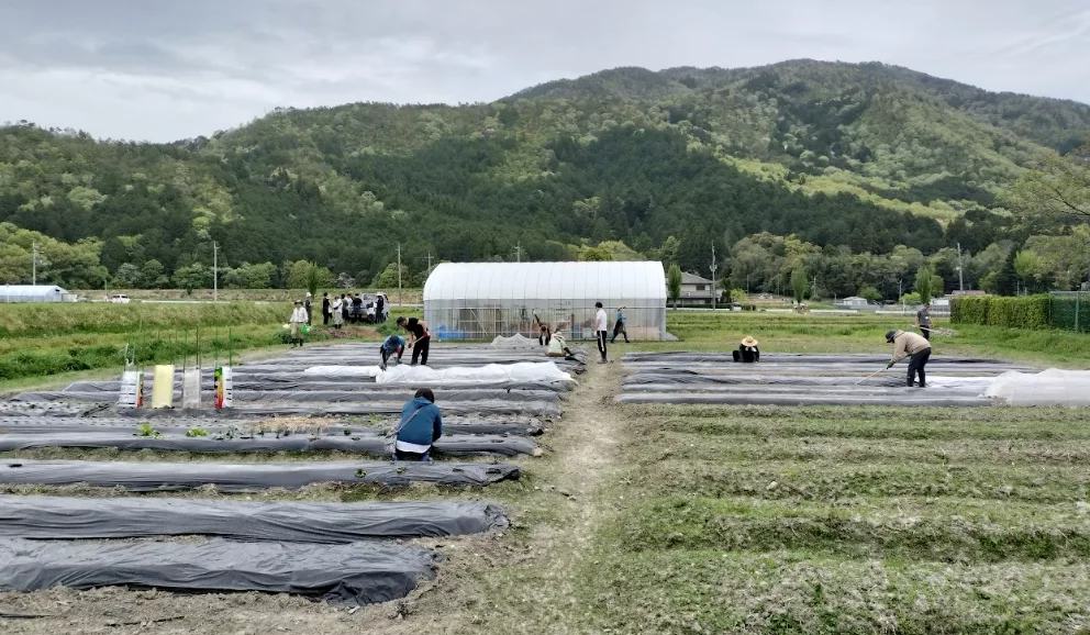 実習の圃場2