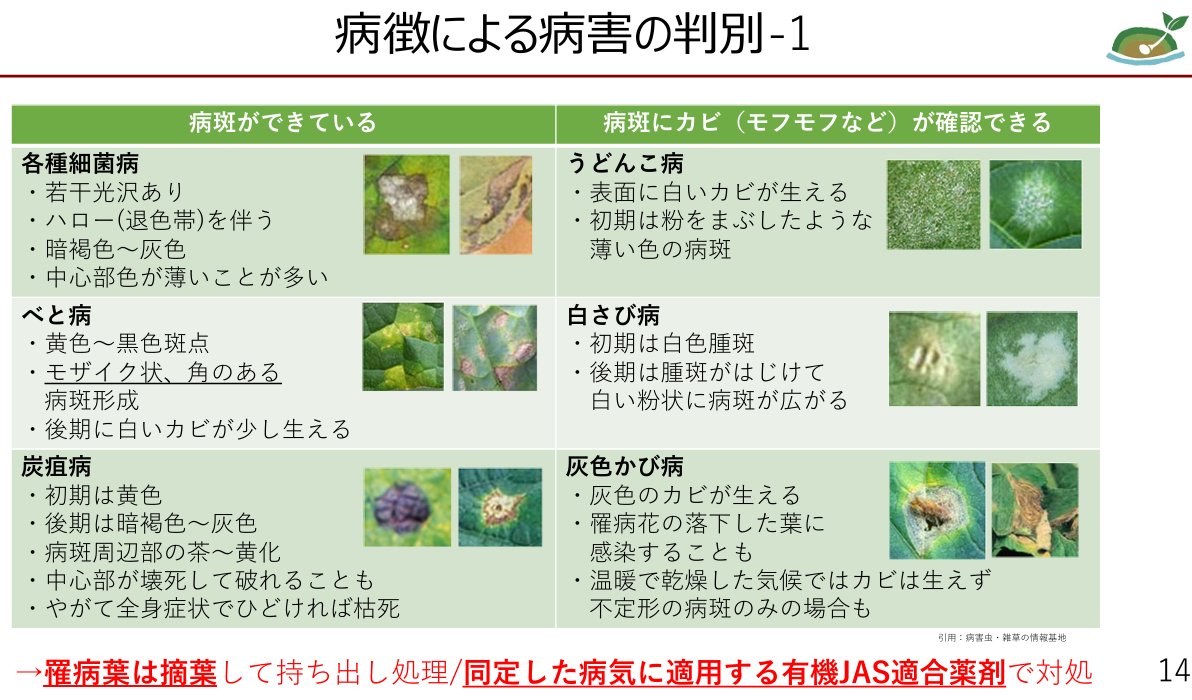 病徴による病害の判別表（病斑・カビの特徴）